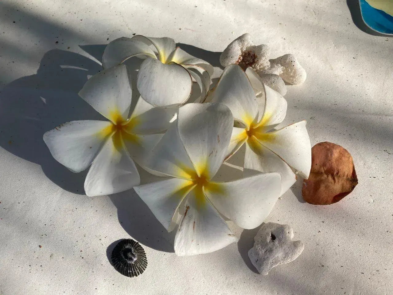 Weiße Blüten im Sonnenlicht